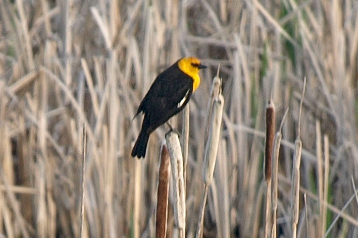 yellow-headed blackbird