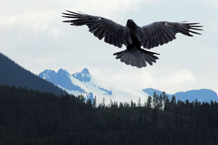 Raven landing