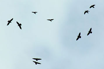 Ravens soaring