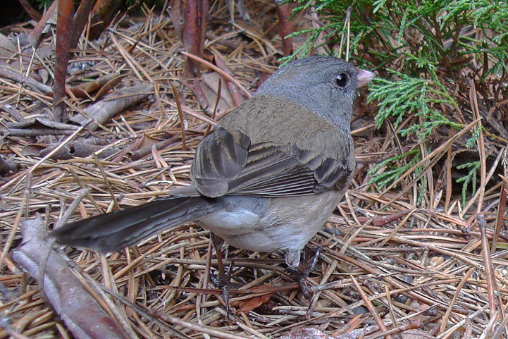 dark-eyed junco, female