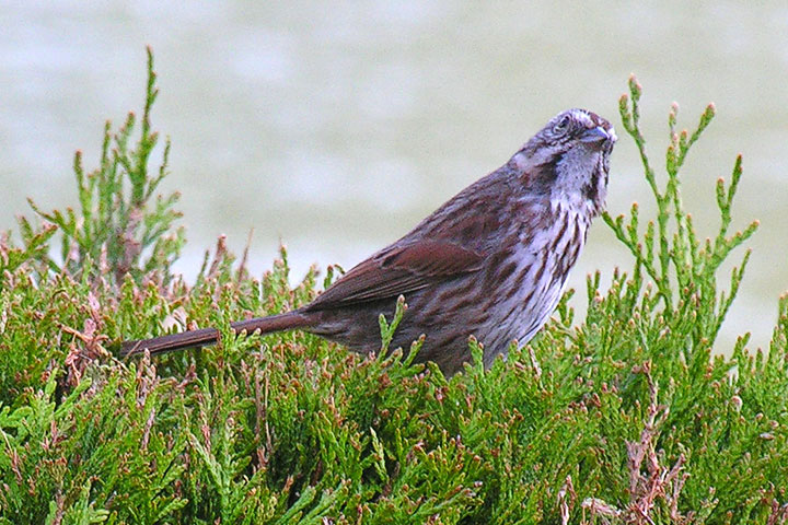 song sparrow