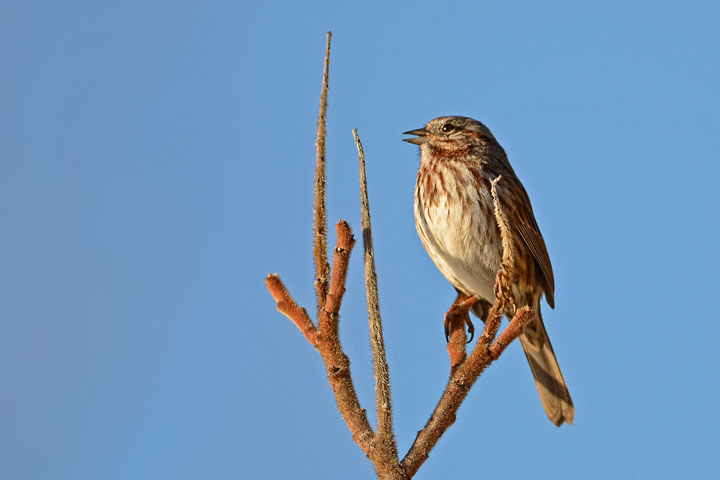 song sparrow