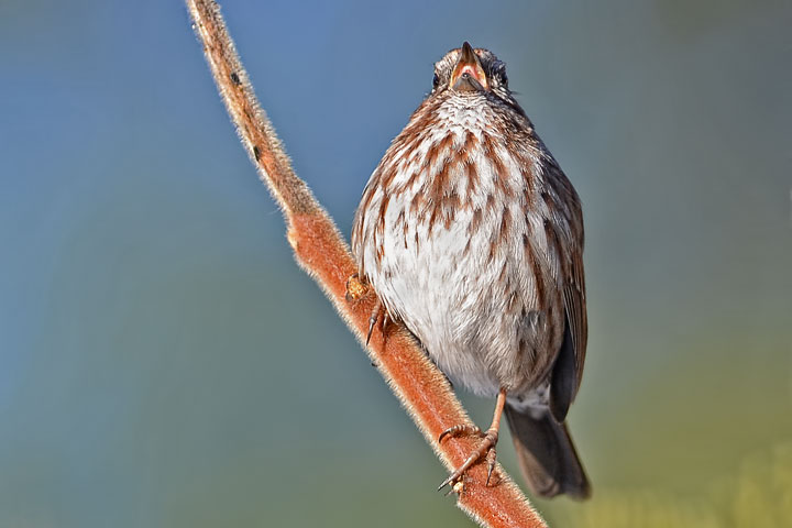 song sparrow