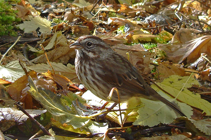 song sparrow