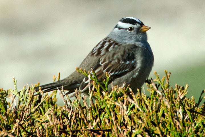 white-crowned sparrow