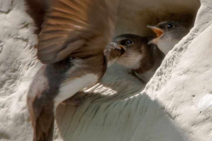 bank swallow chicks feeding