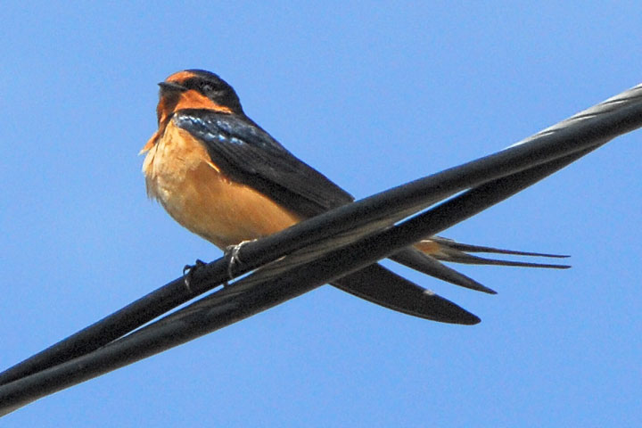 barn swallow