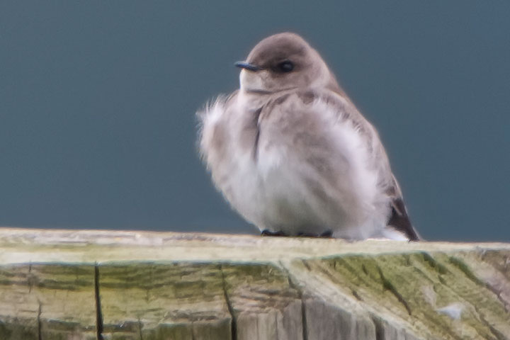 northern rough-winged swallow