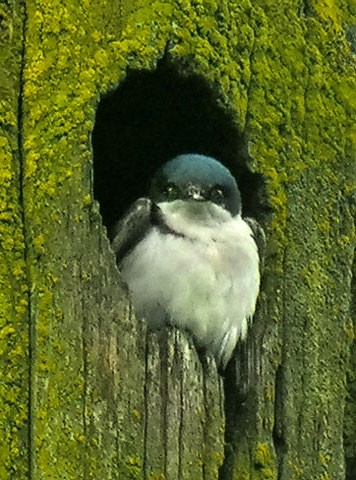 tree swallow