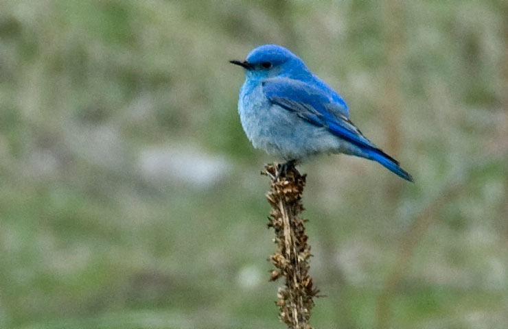 mountain bluebird, male
