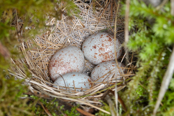 townsends solitaire eggs