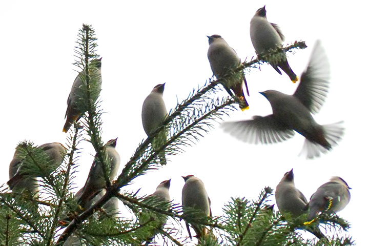 tree swallow landing