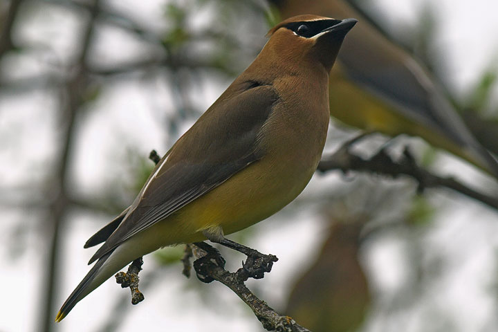 waxwings