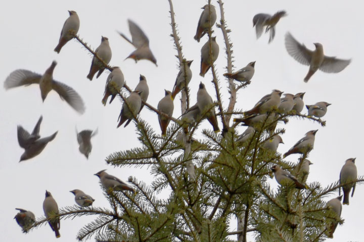 waxwings