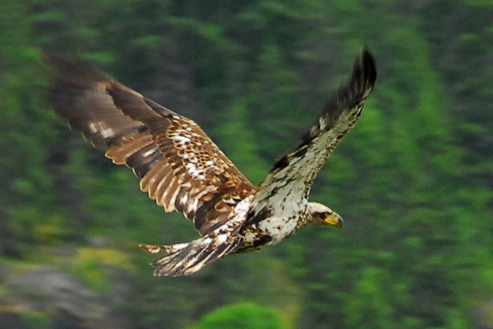 Eagle juvenile