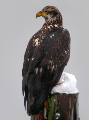 sub-adult eagle on piling