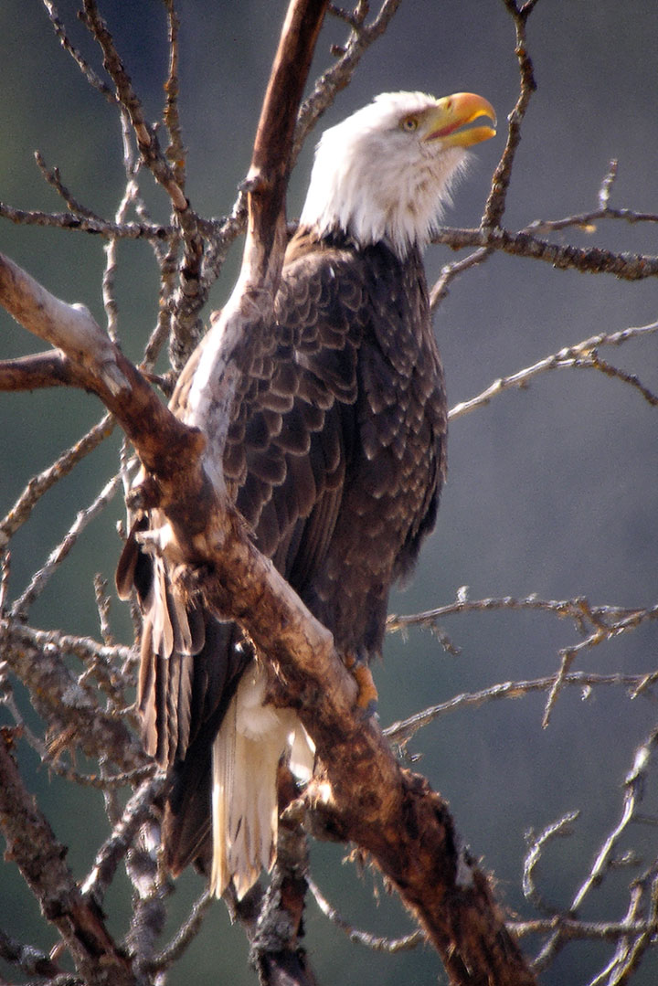 Eagle female