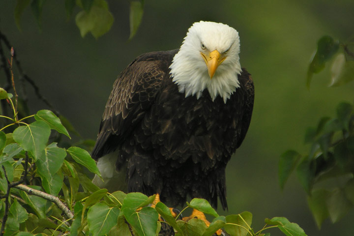 bald eagle in tree