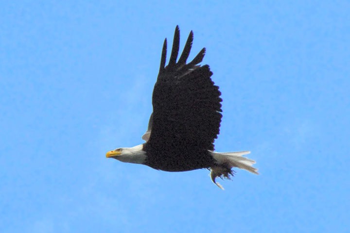 Eagle upstroke