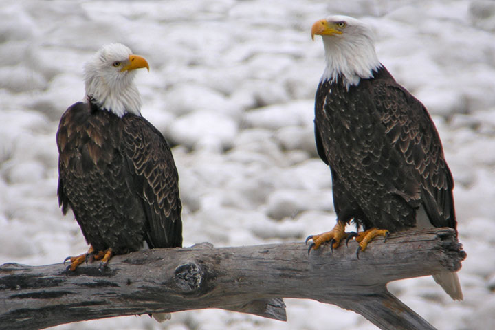 Eagle pair