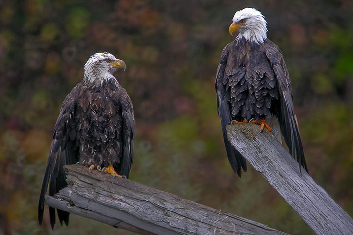 eagle couple