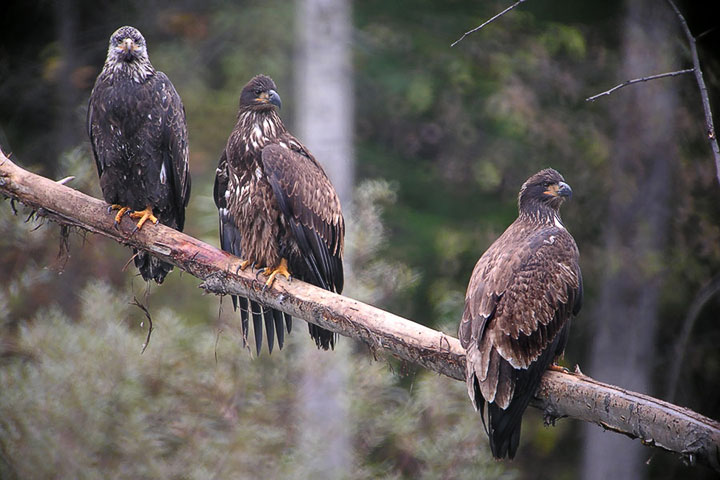 three juvenile eagles