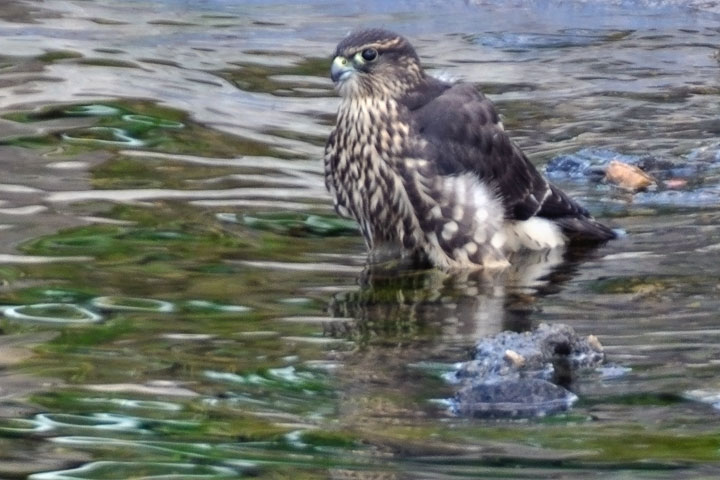 merlin, bathing