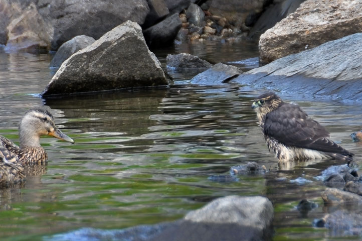 merlin and mallard