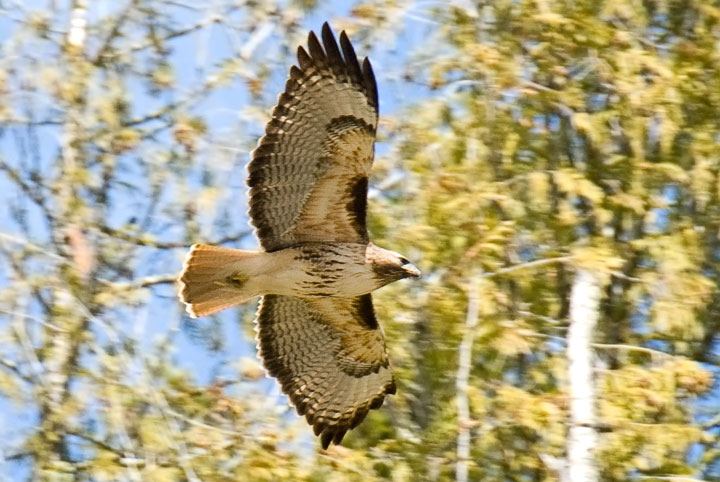 red-tailed hawk wing