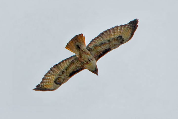 red-tailed hawk soaring