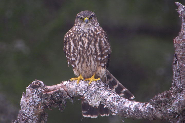 merlin, female