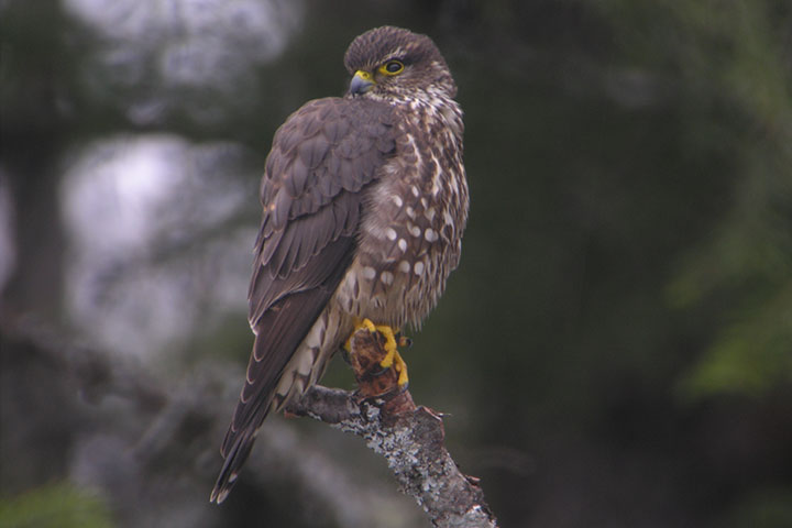 merlin, side view