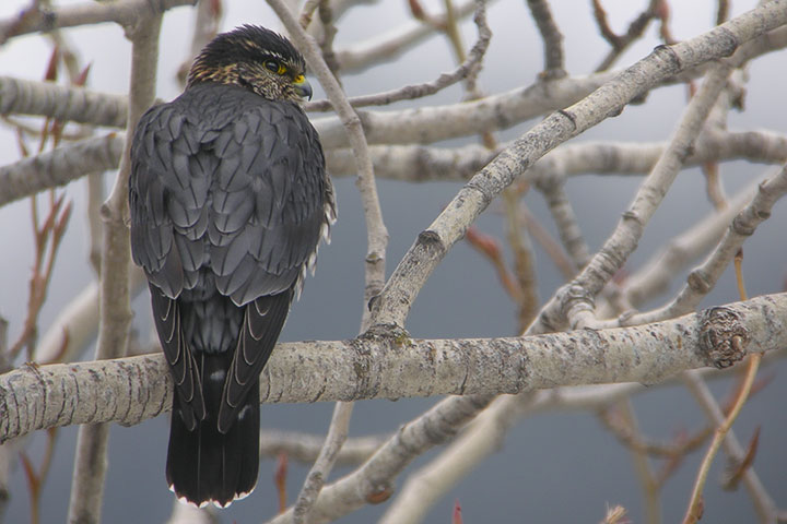 merlin, male