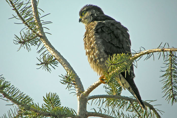 merlin at sun rise