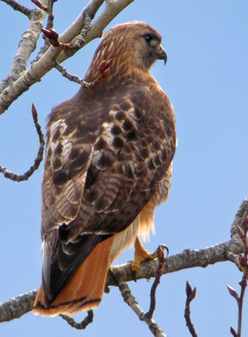 red-tailed hawk dorsal