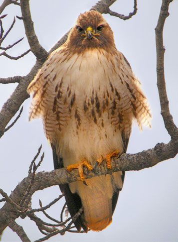 red-tailed hawk