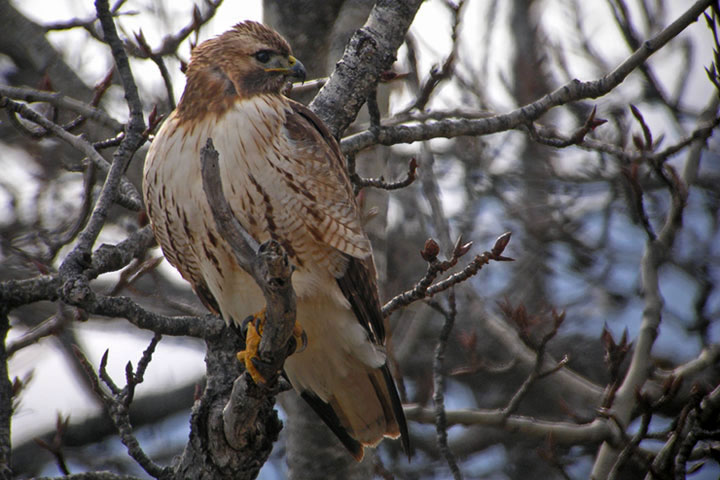 red-tailed hawk