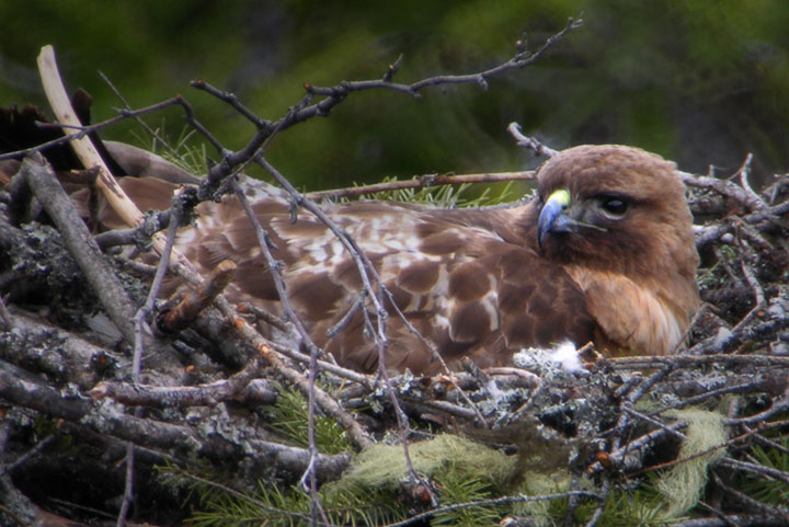 red-tailed on nest