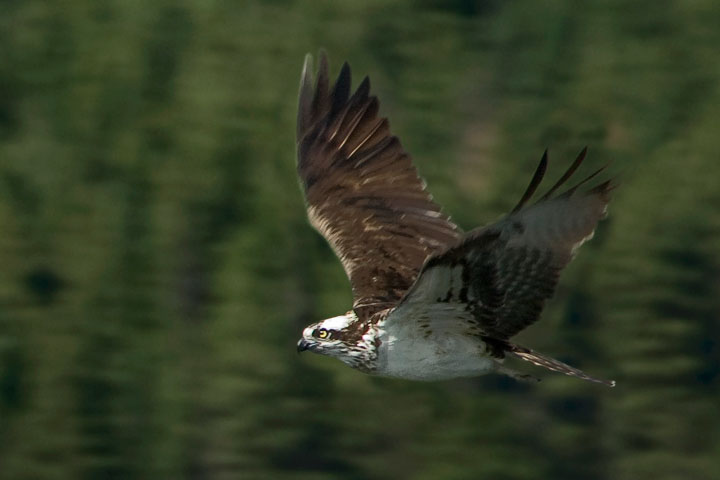 osprey wings up