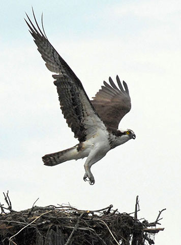 Osprey lifting off