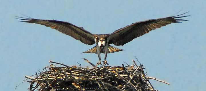 Osprey returning to nest