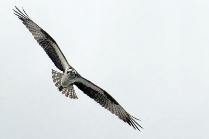 Osprey soaring