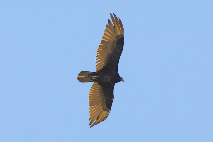 turkey vulture