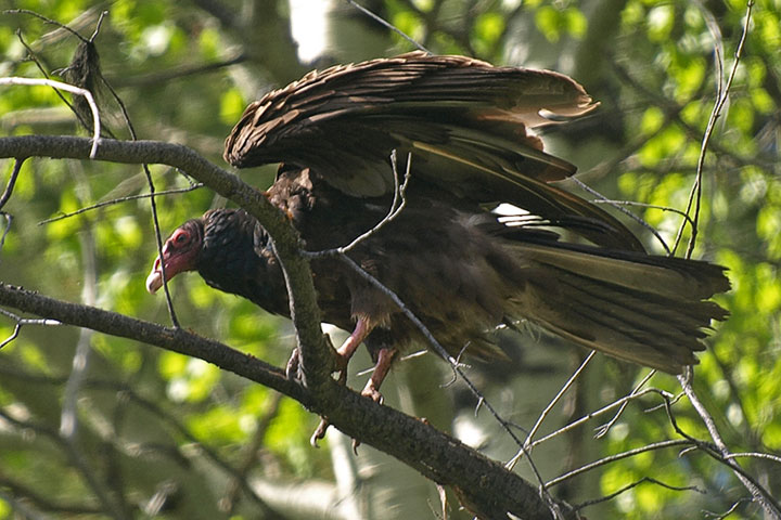 turkey vulture