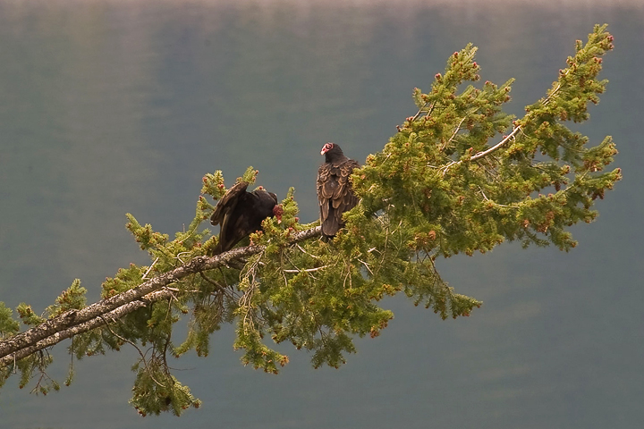 turkey vulture