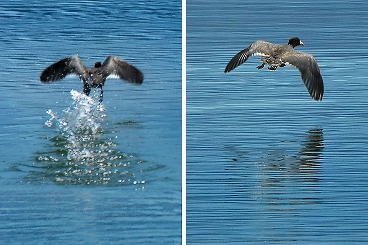 coot in flight