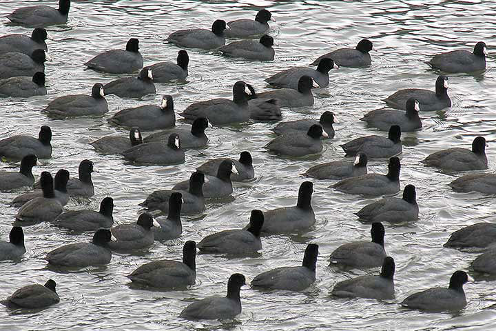 group of coots