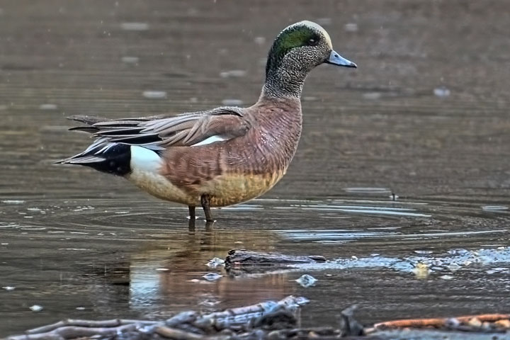 wigeon male