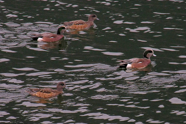 four wigeons