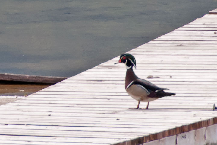 wood duck